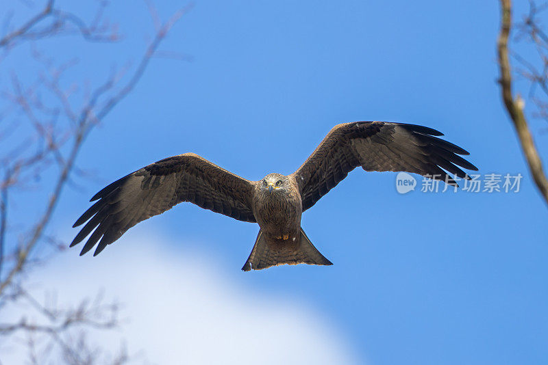 黑鸢(Milvus migrans)